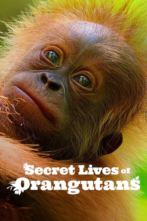 Orangutangernas hemliga liv